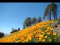 The Most Beautiful Days Series - Central California Wildflowers