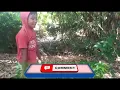 Download Lagu legenda manusia harimaung ngakak dan lucu😂😂😂😂😂👍