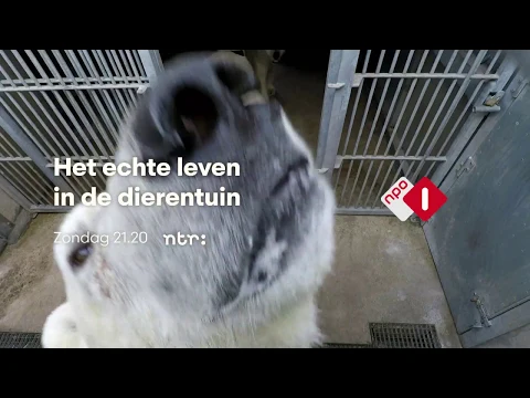Het echte leven in de dierentuin