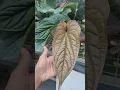 Download Lagu Luxurion hybrid(₹2500) Plant for sale 6380710362 shipping all over India #rare #exotic #youtube