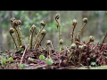 Nature short film | Forest flowers, pt. 1 | Relaxing short film