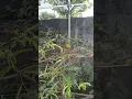 Download Lagu Kenari menjadi jadi di aviary #shorts #birds #kenari