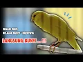 Download Lagu Kenari NGERIWIK❗Pancingan KENARI PAUD Belajar Bunyi Cocok Untuk Kenari Belajar Bunyi Ngeriwik | 588