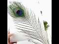 Download Lagu DIY105 : 50pcs/lot Natural Real Peacock Feathers For Wedding decoration