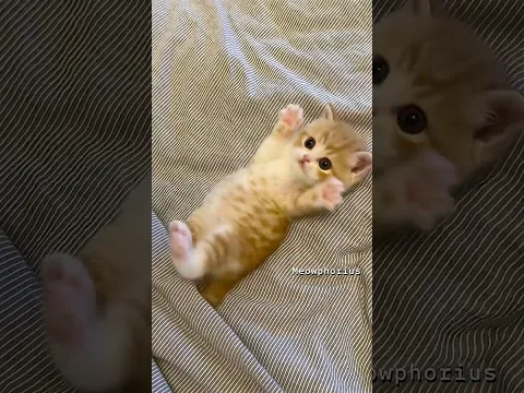 I wasn't ready for how much he hated this bath! ππ #funnycats #kittenlife #cat