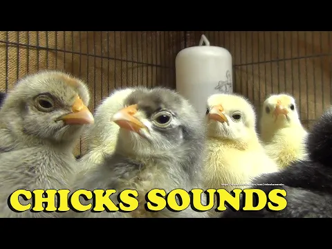 Download MP3 Chicks Chirping Sounds - Baby Chicken Sounds 2 Hours 20 Minutes
