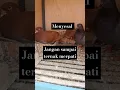 Lagu Kalian jangan sampai Ternak Merpati !!! Nnti menyesal #pigeon #merpati #shorts #jigears