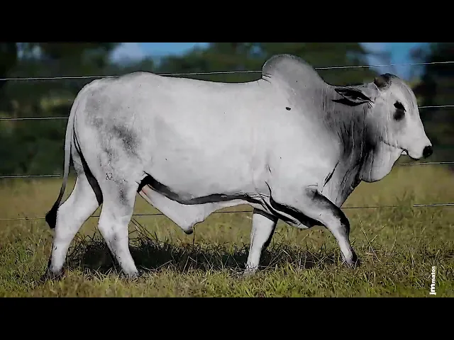 Touro Nelore FDY - 131