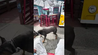 Patiently waiting for our tacos .. #fyp #dream #youtube #pets #doberman