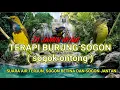 Download Lagu TERAPI BURUNG SOGON ( sogok ontong ) suara air terjun sogon betina dan sogon jantan