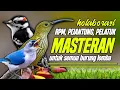 Lagu KOLABORASI RPM,PIJANTUNG DAN PELATUK BERAS, MASTERAN UNTUK SEMUA BURUNG LOMBA