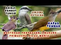Download Lagu JINJING PETULAK • KAPAS TEMBAK • BRINJI RAMBUT TUNGIR 🔥 MASTERAN BURUNG PRIMADONA KICAU MANIA