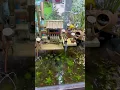 Download Lagu Chill cùng chiếc hồ cá 7 màu tại THẾ TRIỀU GUPPY FARM