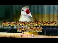 Download Lagu MASTERAN BURUNG KAPAS TEMBAK !!! JEDA AUDIO JERNIH!!2025 SPEED RAPAT