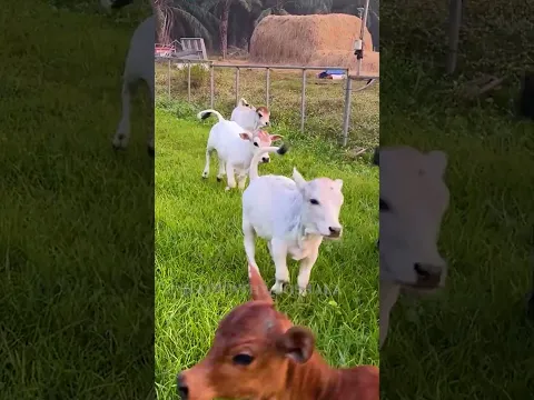 The Crazy Cute Companions #post #reels #farming #pets #love #youtube #lol #free #fyp