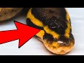 HATCHED A SNAKE WITH ONE EYE WHY BRIAN BARCZYK