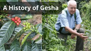 Download A History of Gesha and the Coffee Farm That Made it Famous MP3