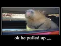 ok capybara pulled up again