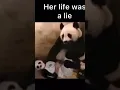 Her life as a panda was a lie🤣