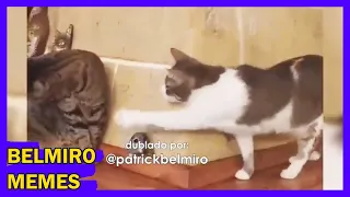 Belmiro Memes: Dublagens de animais engraçados - Episódio 774