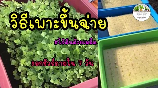 EP1 เพาะขึ้นฉ่ายไร้ดินด้วยเมล็ดงอกชัวร์ใครที่มีปัญหาเพาะไม่ขึ้นห้ามพลาด #ฟาร์มสุขไฮโดรโปนิกส์เชียงคำ