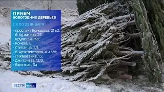 Омичам напомнили, куда можно сдать ёлку после Нового года