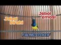 Download Lagu PANCINGAN SOGON PENJEBOL BIRAHI DAN EMOSI PALING EFEKTIF ‼️#sogon #sogongacorngobra #sogonbahan