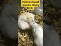 Download Lagu Sybirian Dwarf Hamster Giving Birth #shorts #trending #hamsterbreeding #SybirianGivingBirth #viral