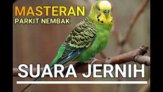 Download MASTERAN PARKIT NGEKEK KASAR ISIAN TENGKEK BUTO MP3