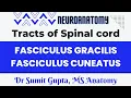Fasciculus gracilis and Fasciculus cuneatus Medial Lemniscus pathway