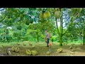 Download Lagu CEO Harvest Thai Durian To Make Grilled Durian with Cheese and Durian Cake, Garden, Back To Nature