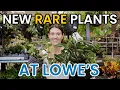 MORE NEW RARE PLANTS AT LOWE S Big Box Plant Shopping - Lowe s Finds Haul