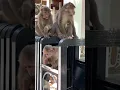 Download Lagu Happy Three Monkeys AWW  MONKEY OF FUN EVERYDAY