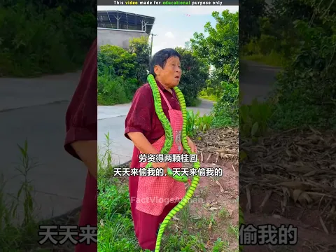 The Jamun Thief Met a Giant Snake! 🐍😂