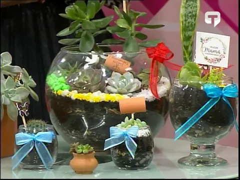 Emprendimiento Irma Auquilla Plantas y suculentas suegra