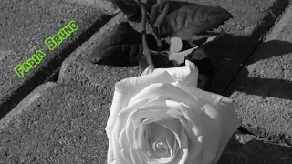 كان نفسي اقولك من زمان إلقاء مصطفي سيد احمد 