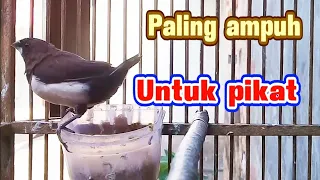 suara asli pikat emprit jawa emprit berbondong bondong datang dengar suara ini