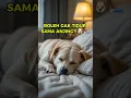 Download Lagu Boleh Gak Tidur Bareng Anjing? Ini Faktanya! 🐶🛏️#Anjing #TidurDenganAnjing #FaktaAnjing #FaktaHewan
