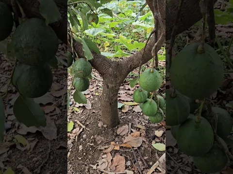 Aguacate por montones en pocos años #elhuertoentucasa #plantas #frutas #fruit #avocado