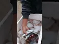 Download Lagu pedagang ikan keliling dengan suara khas