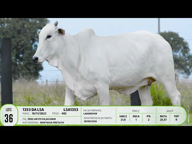 Matriz Nelore LSA - 1353