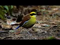 BORNEO - Perjalanan Mengamati Burung dan Satwa Liar oleh Alana dan Greg Dare