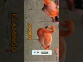 Download Lagu How Birds Communicate in Secret | English #birds