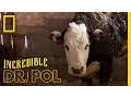 Cow-a-bunga The Incredible Dr Pol