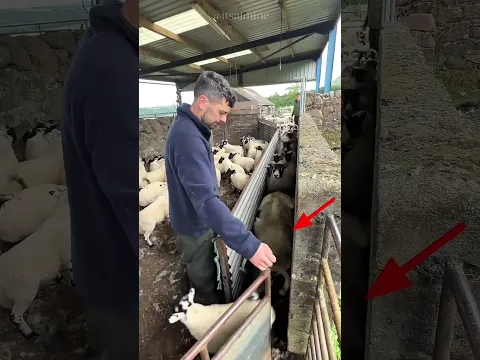 SHEEP try to trick the shepherd 😱 #shortvideo