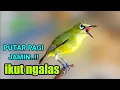 Download Lagu Pancingan PLECI NGALAS dipagi hari - masteran PLECI BAHAN biar ngalas