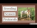 How We Prepare Boer Goats for Breeding Season - Our Breeding Season Protocols