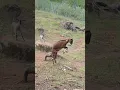 Lagu Tense battle between Komodo dragon vs mother goat
