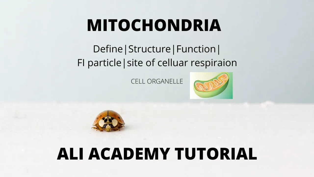 Mitochondria structure and function | Mitochondria structure | Mitochondria function
