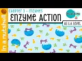Chapter 3 - Enzyme Action In A Nutshell
